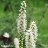 suskarda liatris floristan alba 9