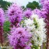 liatris mix suskarda smes 4