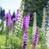 liatris mix suskarda smes 6