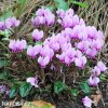 bramborik podzimni cyclamen hederifolium 3