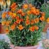 Alstroemeria aurea Orange King 02