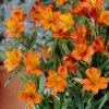 Alstroemeria aurea Orange King 03