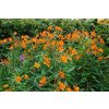 Alstroemeria aurea Orange King 05