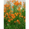 Alstroemeria aurea Orange King 06
