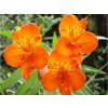 Alstroemeria aurea Orange King 07