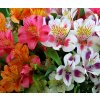 Alstroemeria mix 02