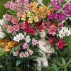 Alstroemeria mix 03