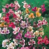 Alstroemeria mix 04