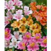 Alstroemeria mix 01