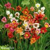 Sparaxis tricolor mix Cikanska kvetina Dripulka smes 3