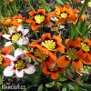 Sparaxis tricolor mix Cikanska kvetina Dripulka smes 4