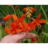 Crocosmie Babylon 03