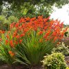 Crocosmie Babylon 04