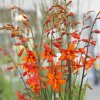 Crocosmie Babylon 05