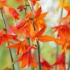 Crocosmie Babylon 06