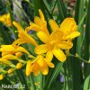 zluta montbrecie crocosmia george davidson 2