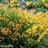 zluta montbrecie crocosmia george davidson 3