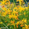 zluta montbrecie crocosmia george davidson 4