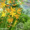 zluta montbrecie crocosmia george davidson 5