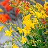 zluta montbrecie crocosmia george davidson 7