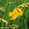 zluta montbrecie crocosmia george davidson 8