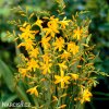 zluta montbrecie crocosmia george davidson 1