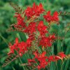 Crocosmie Lucifer 02