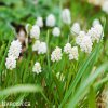 bílý Modřenec Muscari Botryoides Album 2