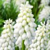 bílý Modřenec Muscari Botryoides Album 3