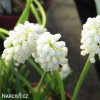 bílý Modřenec Muscari Botryoides Album 6