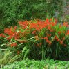 Montbrécie Crocosmie Směs vysokých 2