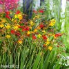 Montbrécie Crocosmie Směs vysokých 3