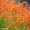 Montbrécie Crocosmie Směs vysokých 5