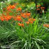 Montbrécie Crocosmie Směs vysokých 8