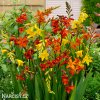 Montbrécie Crocosmie Směs vysokých 1