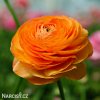 oranzovy pryskyrnik 3