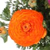 Ranunculus orange 03