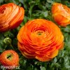 oranzovy pryskyrnik 1