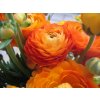 Ranunculus orange 01