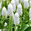 bílý Modřenec Muscari Botryoides Album 1