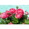 Ranunculus pink 02