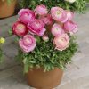 Ranunculus pink 03