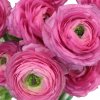 Ranunculus pink 05