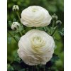 Ranunculus white 05