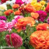 Ranunculus pryskyrniky mix 6