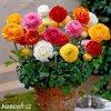 Ranunculus pryskyrniky mix 0