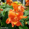 oranzova Dosna Orange Beauty 3