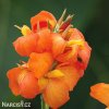 oranzova Dosna Orange Beauty 5