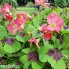 Ctyrlistek Oxalis Iron Cross 9