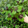 Ctyrlistek Oxalis Deppei 8